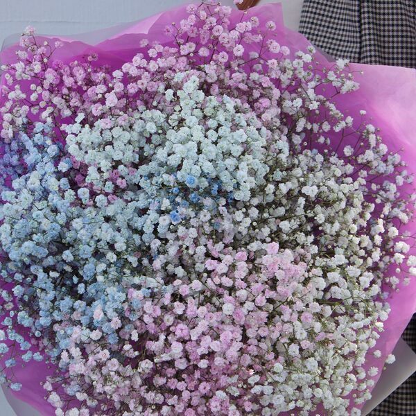 Белокрылые лошадки