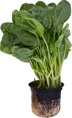 

Шпинат в горшочке