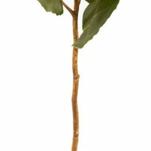 Цветок искусственный Decoland Банксия коричневый, 59 см