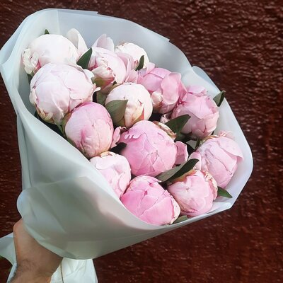 15 розовых пионов сара бернар