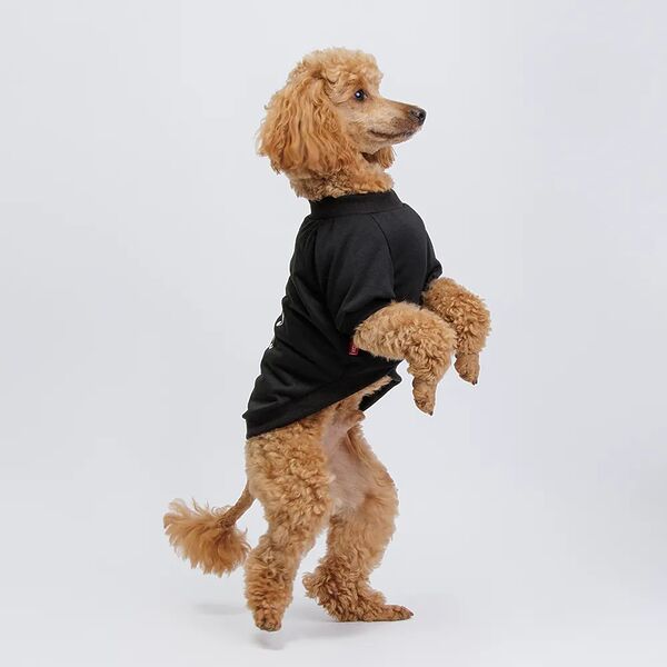 Petmax Футболка черная Happy L