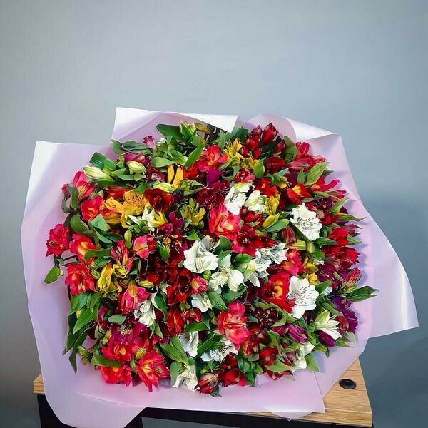 Букет из 49 альстромерий