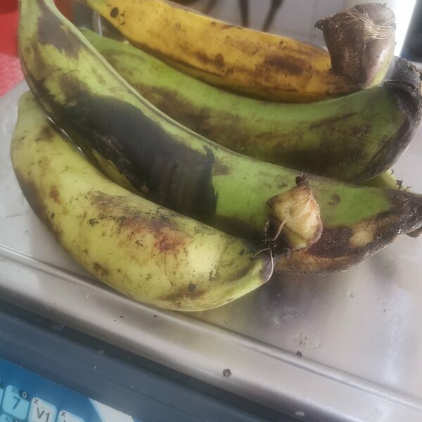 Banane plantin