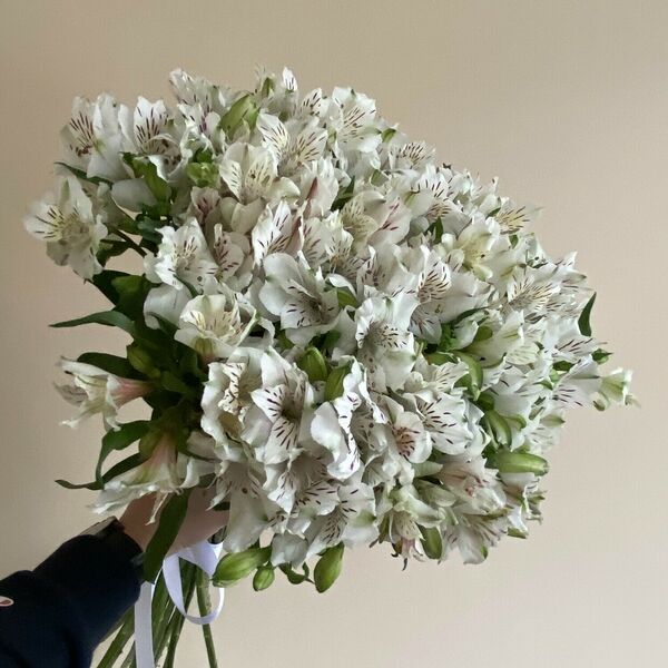 Букет из 29 альстромерий