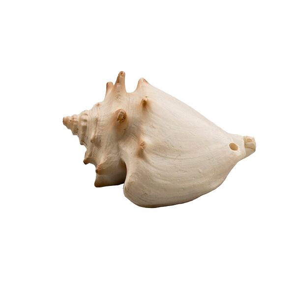 Декорация пластиковая для аквариума Ракушка Стромбус, 6,5х4,5х4 см