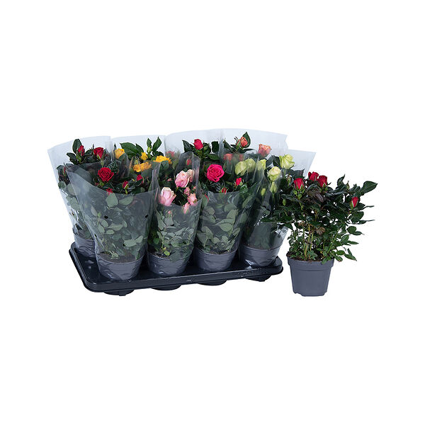 Цветы в горшках. Роза кустовая