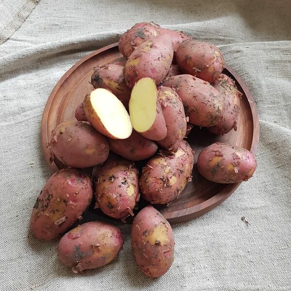 Картофель розовый молодой