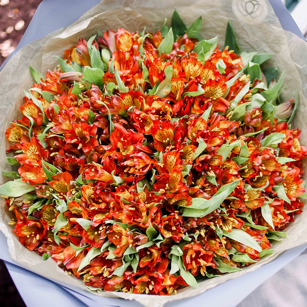 Букет из 51 красной альстромерии в голубой пленке