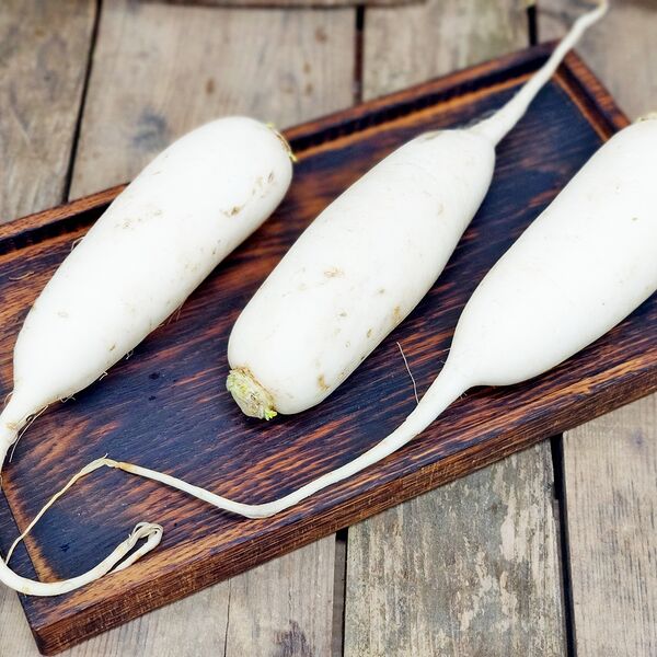 Редька Дайкон