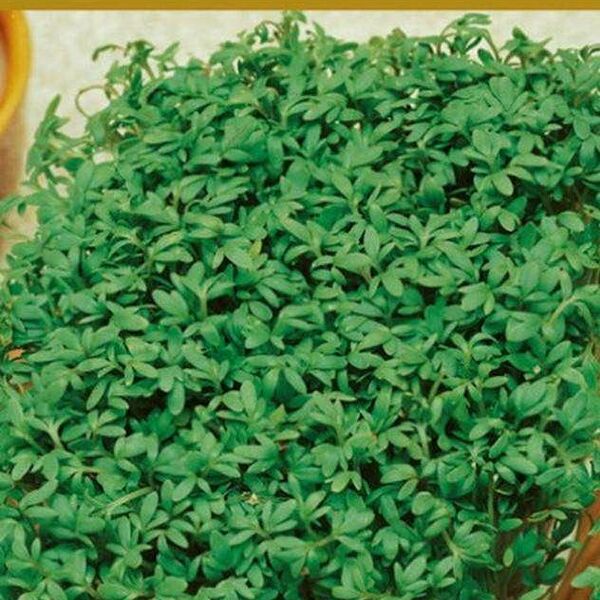 Семена Салат Кресс забава ТМ Поиск