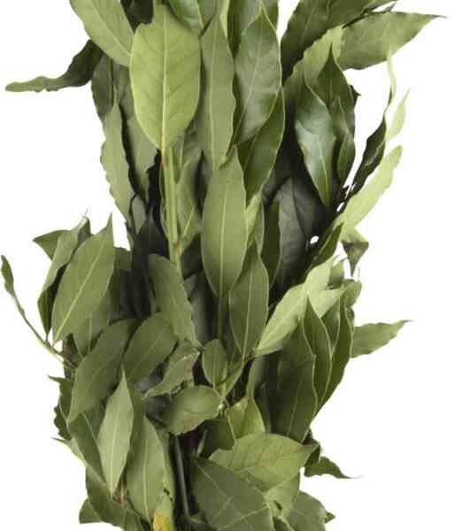 Лавровый лист свежий на ветках, 15 шт.