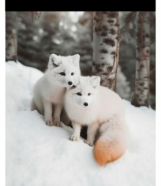 Блокнот Centrum Животные России в клетку А5, 60 л, 1 шт, в ассортименте