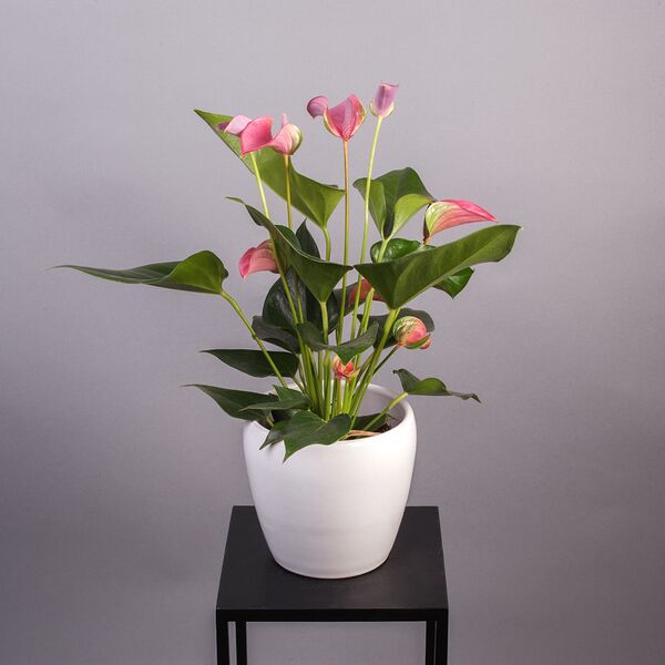 Антуриум Розовый (D-12, Н-40)