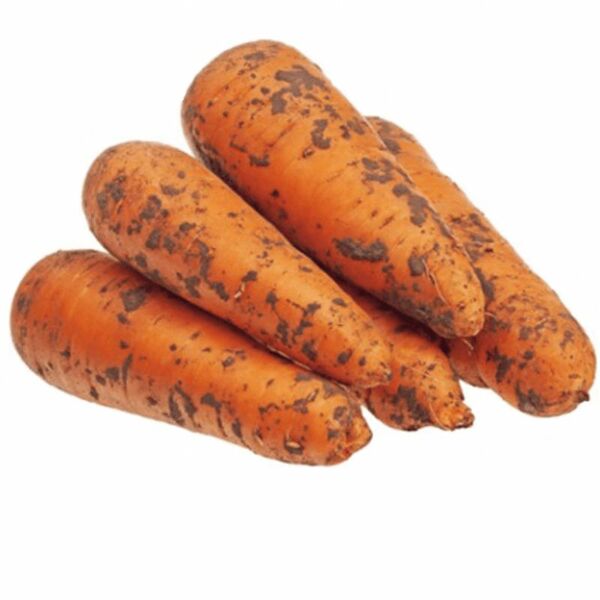 Морковь весовая