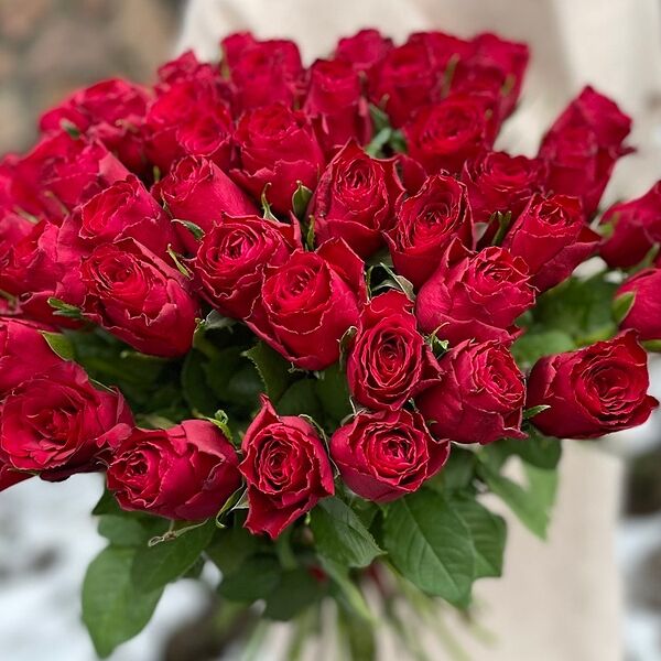 51 роза Кенийская Камала (40 см)