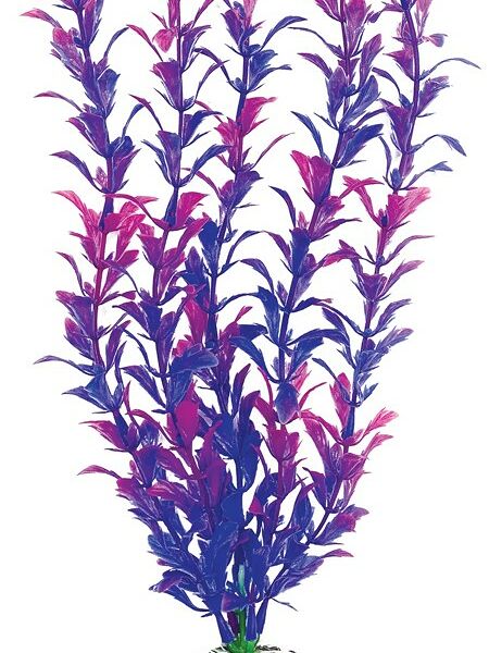 Laguna растение 