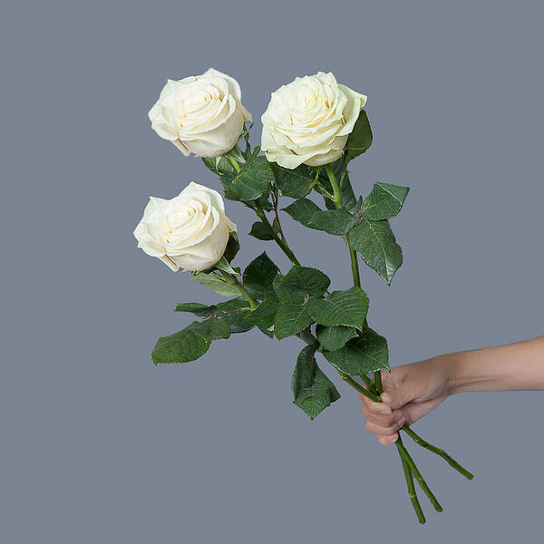 Роза Mondial 3ст