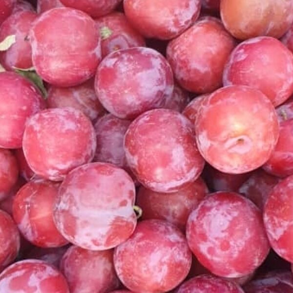 Слива ташкент