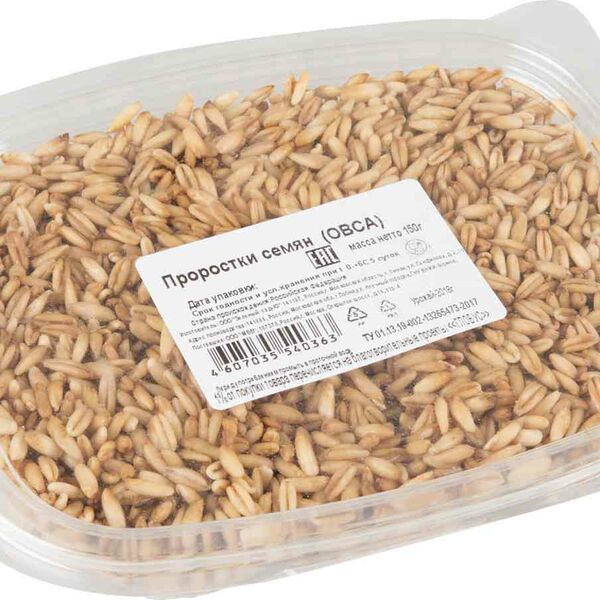 Проростки семян овса