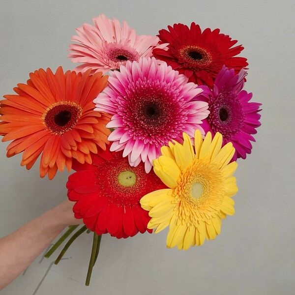 7 гербер под ленту