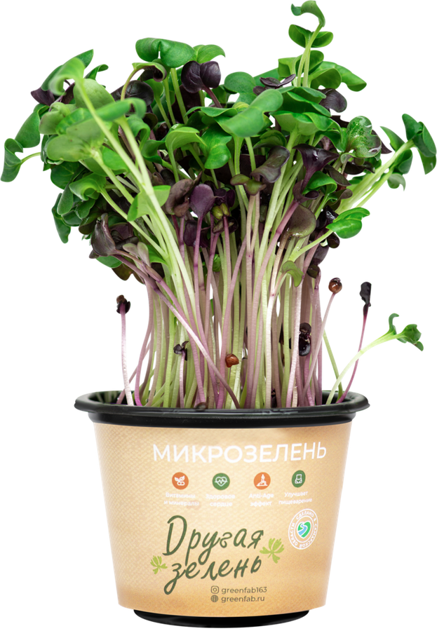 

Микрозелень Другая зелень редис в горшке 150 г