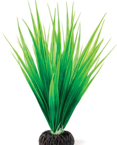 Laguna растение 