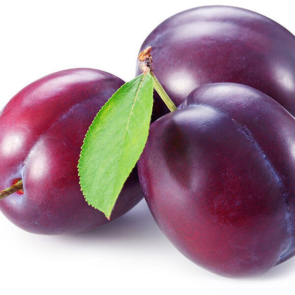 Слива Отборная