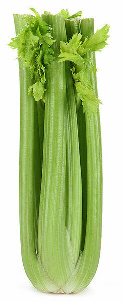 Сельдерей стебель