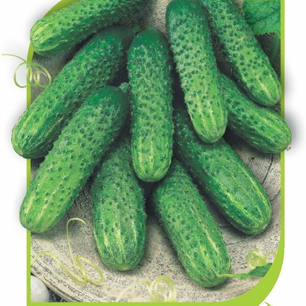 Семена огурец - меренга семинис ТМ Гавриш