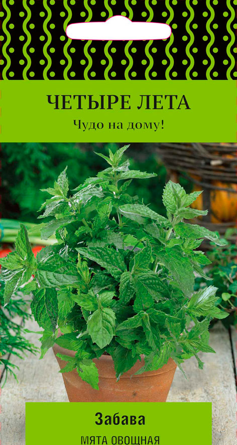 

Семена Поиск Мята Забава