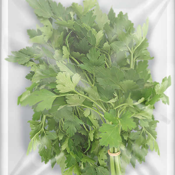 Петрушка ЛЕНТА свежая