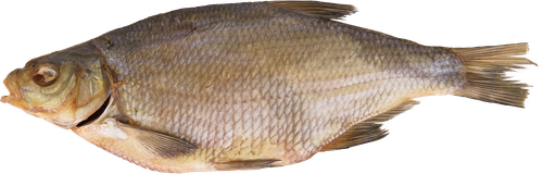 

Лещ вяленый ФЛАНДЕРР, весовой