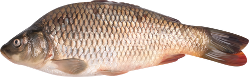 

Карп непотр охл вес