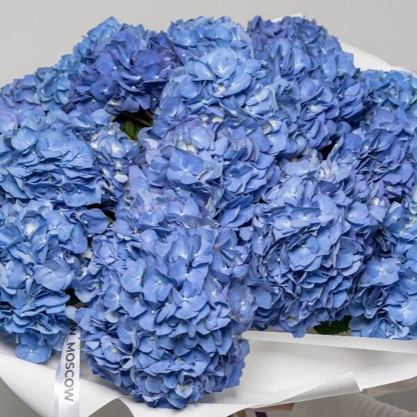 Букет из голубых гортензий