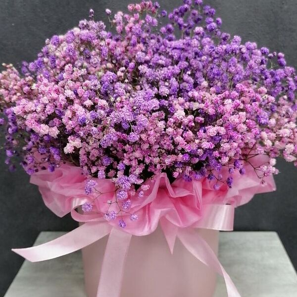 Gypsophila (пёстрая гипсофила в боксе)