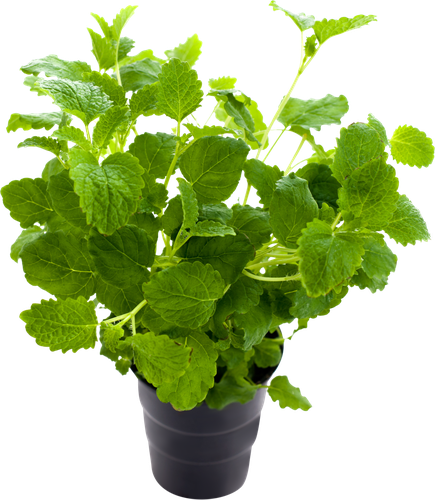 

Мелисса в горшочке