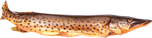 

Щука пласт холодного копчения вес