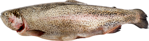 Форель ЛЕНТА FRESH СП радужная потрошеная охл, вес