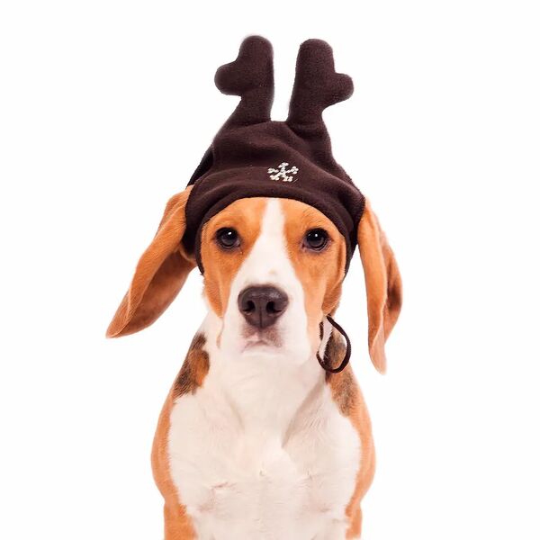 Шапка для собак Оленёнок M коричневый (унисекс)