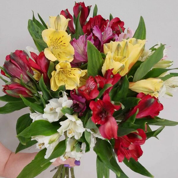 Альстромерия