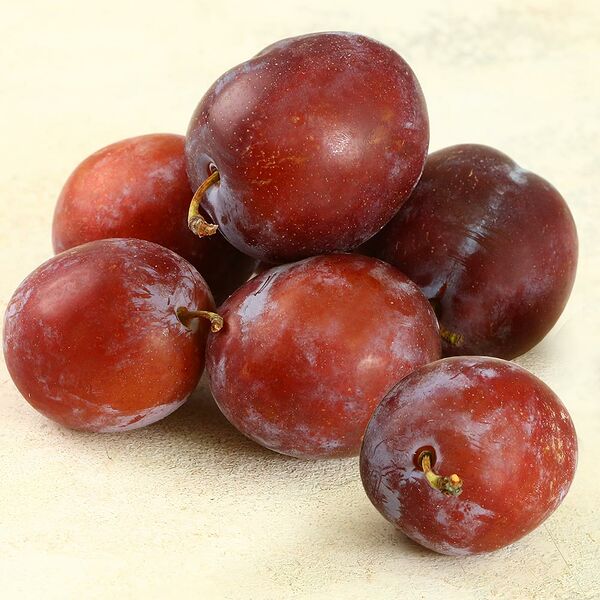 Слива Венгерка