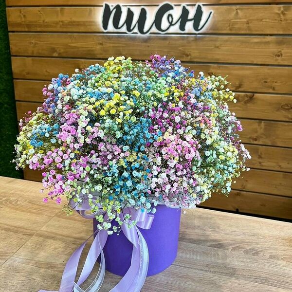 ГИПСОФИЛА  XXL