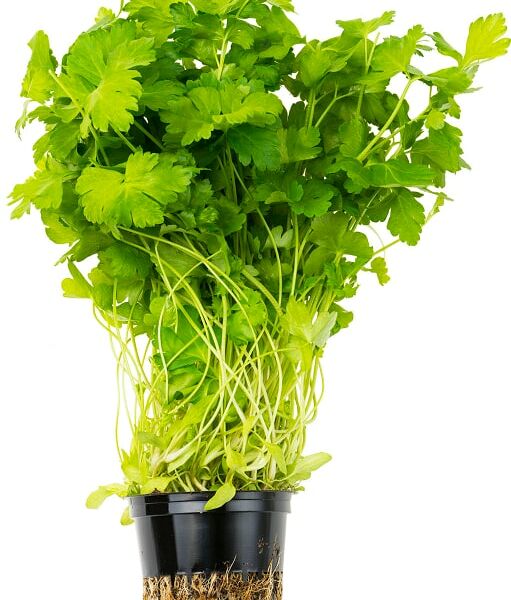 Петрушка в горшке 1 шт