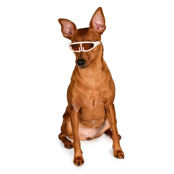 Очки солнечные прямые для кошек и собак