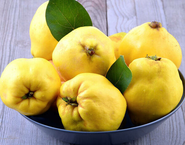 Айва Азербайджанская