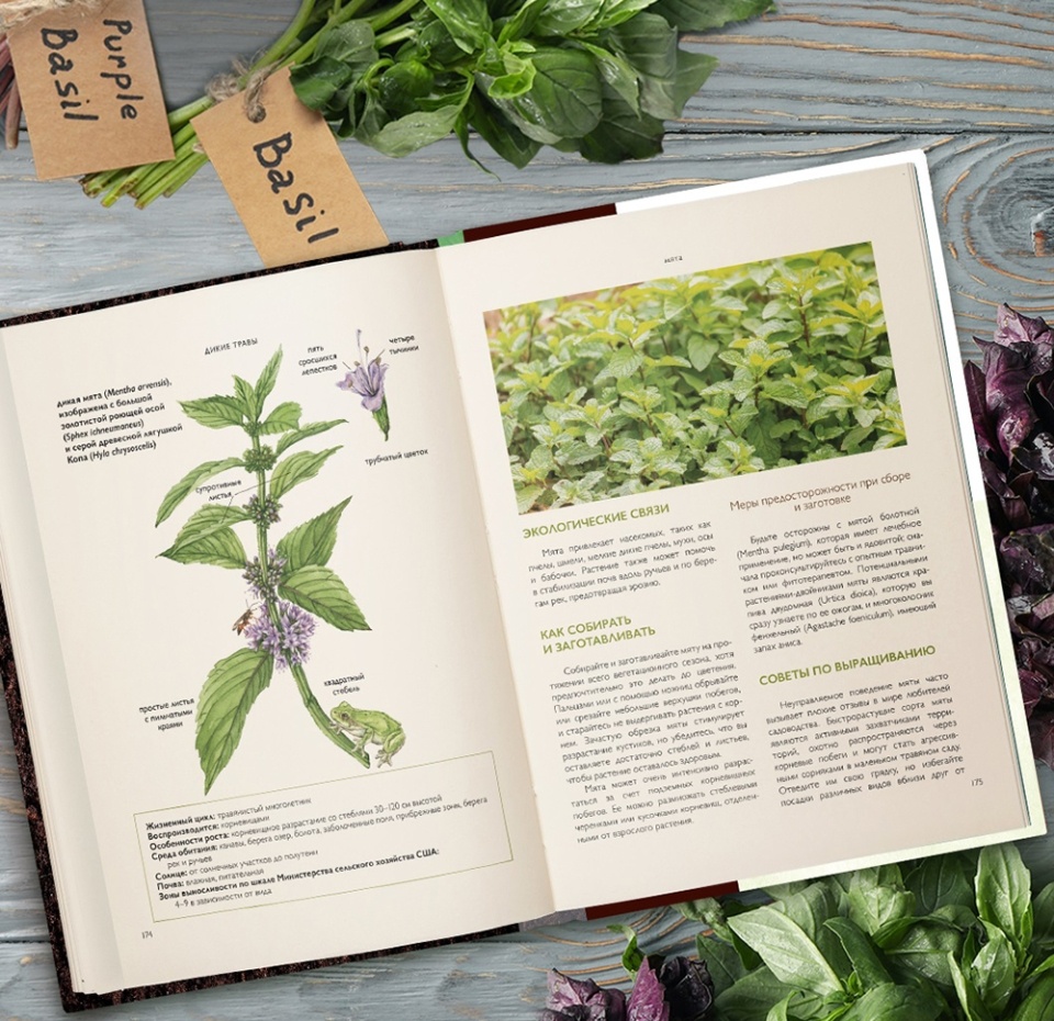 

Книга Дикие травы: как найти целебные продукты и создать. Де ла Форе Розали, Россия