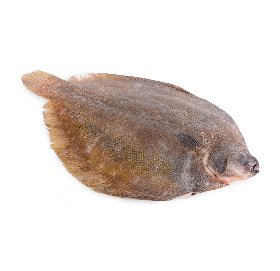 

Морской язык охлажденный, Марокко