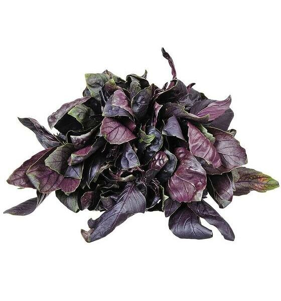 Базилик красный