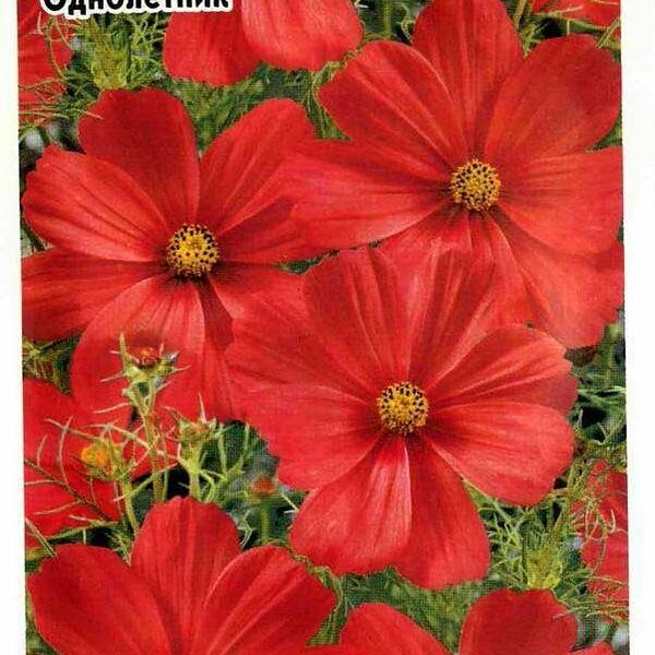 Семена Космея Огонь любви ТМ Удачные семена