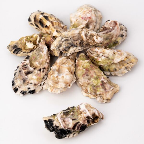 Устрица живая Хасанская 1 шт